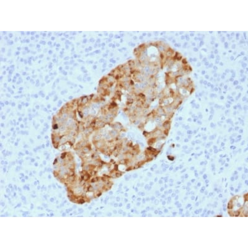 Chromogranin A / CHGA (Neuroendocrine Marker) (CHGA/1731R), Biotin conjugate, 0.1mg/mL