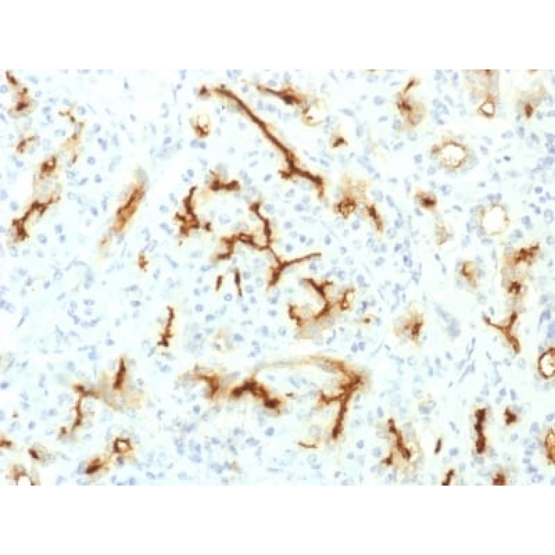 CFTR (Cystic Fibrosis Transmembrane Conductance Regulator) (CFTR/1775R), Biotin conjugate, 0.1mg/mL