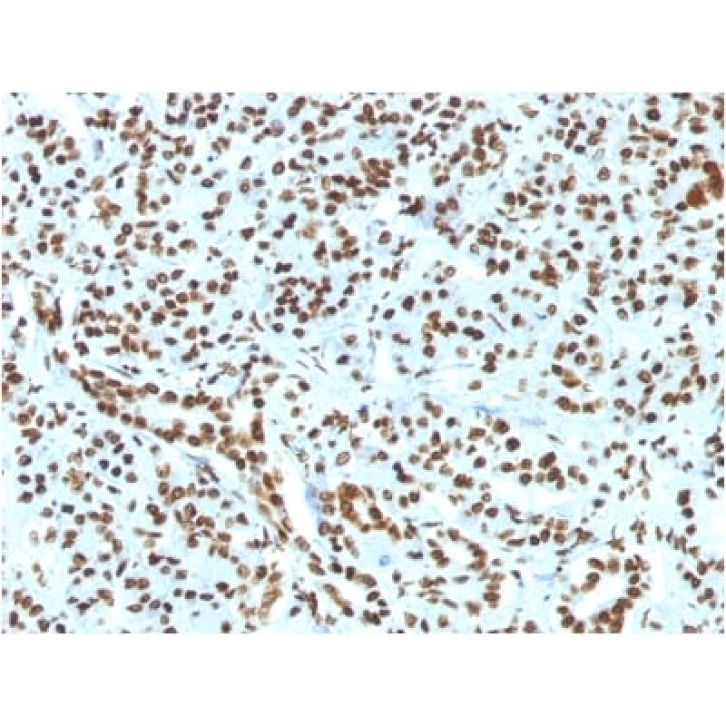 Histone H1 (Nuclear Marker) (HH1/1784R), Biotin conjugate, 0.1mg/mL