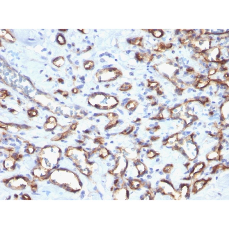 Biotium BNCB1807-100, CD34 (Hematopoietic Stem Cell & Endothelial Marker)(N/A), Biotin conjugate, 0.1mg/mL