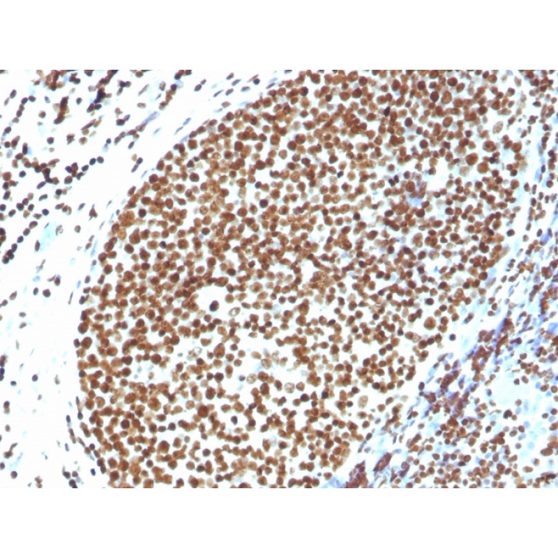 Histone H1 (Pan Nuclear Marker)(N/A), Biotin conjugate, 0.1mg/mL