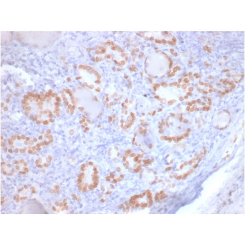 TTF-1 / NKX2.1 (Thyroid & Lung Epithelial Marker) (rNX2.1/690), Biotin conjugate, 0.1mg/mL