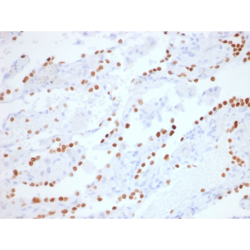 TTF-1 / NKX2.1 (Thyroid & Lung Epithelial Marker) (NX2.1/1855R), Biotin conjugate, 0.1mg/mL
