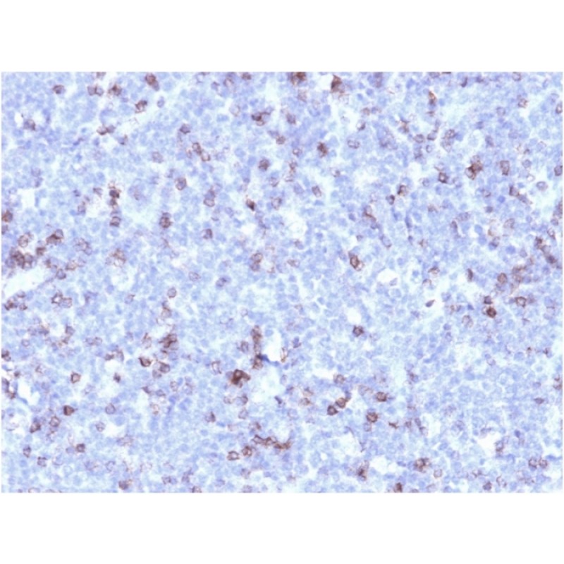 Biotium BNCB1858-100, CD43 (T-Cell Marker) (rSPN/1094), Biotin conjugate, 0.1mg/mL