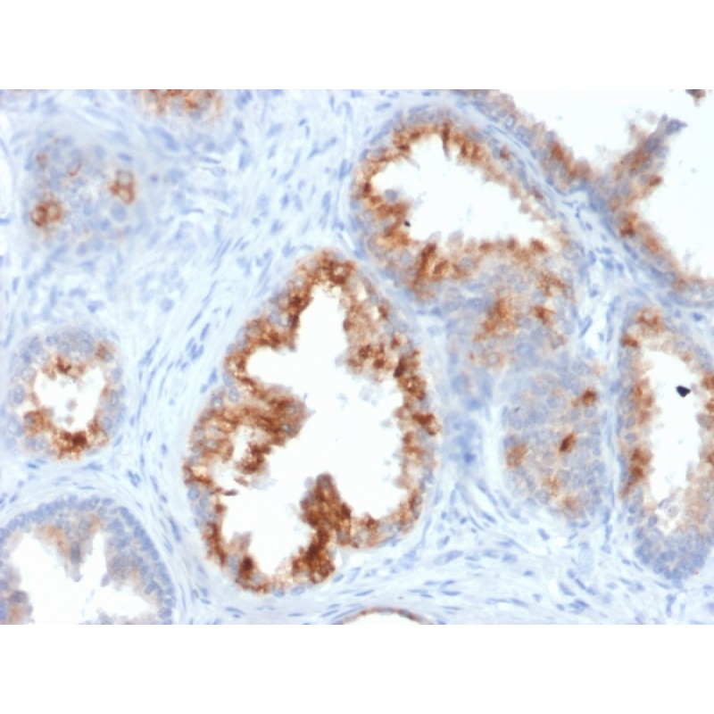 Biotium BNCB1864-100, AMACR / p504S (Prostate Cancer Marker)(AMACR/1864), Biotin conjugate, 0.1mg/mL