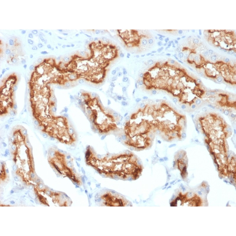 Biotium BNCB1870-100, CD10 (Membrane Metalloendopeptidase) (MME/1870), Biotin conjugate, 0.1mg/mL