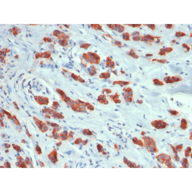 MUC1 / CA15-3 / EMA / CD227 (Epithelial Marker) (MUC1/1887R), Biotin conjugate, 0.1mg/mL