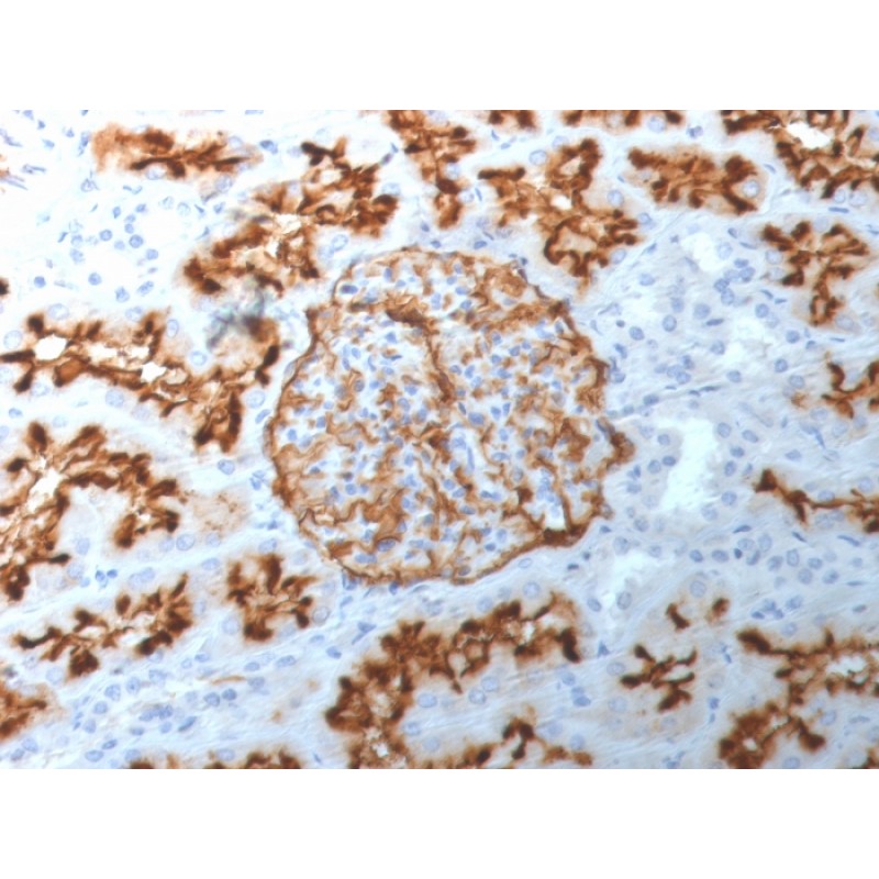 Biotium BNCB1892-100, CD10 (Membrane Metalloendopeptidase) (MME/1892), Biotin conjugate, 0.1mg/mL