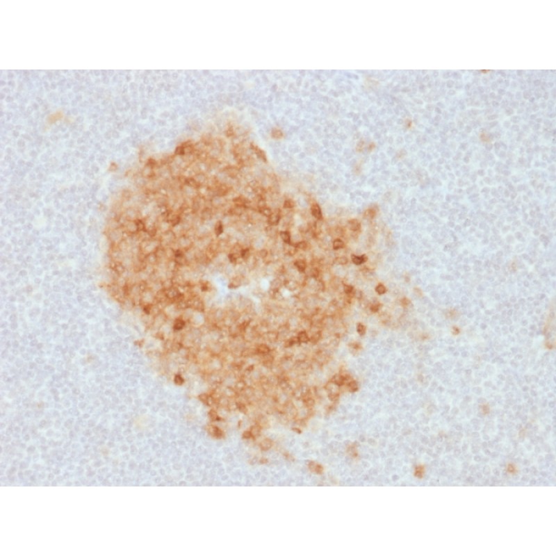 Biotium BNCB1893-100, CD10 (Membrane Metalloendopeptidase) (MME/1893), Biotin conjugate, 0.1mg/mL