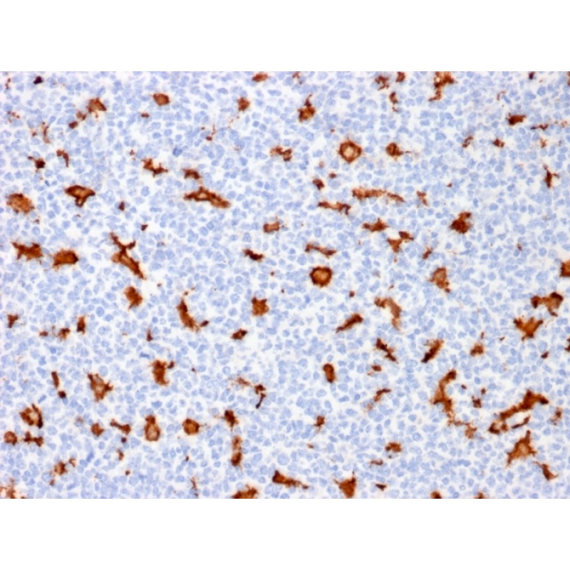 Biotium BNCB1909-100, AIF1 / Iba1 (Microglia Marker) (AIF1/1909), Biotin conjugate, 0.1mg/mL