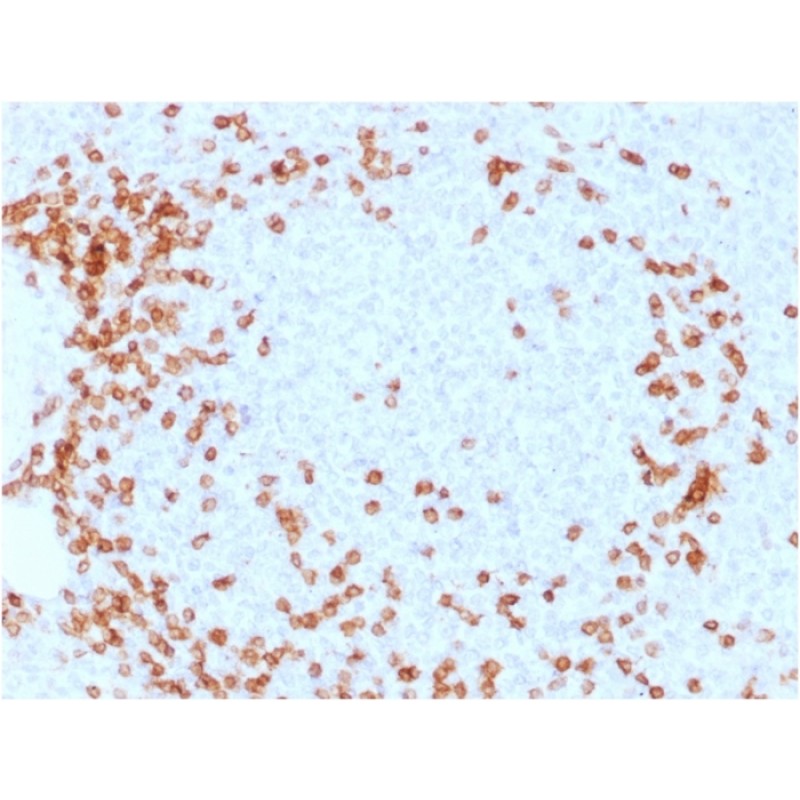 Biotium BNCB1931-100, CD3e (T-Cell Marker) (C3e/1931), Biotin conjugate, 0.1mg/mL