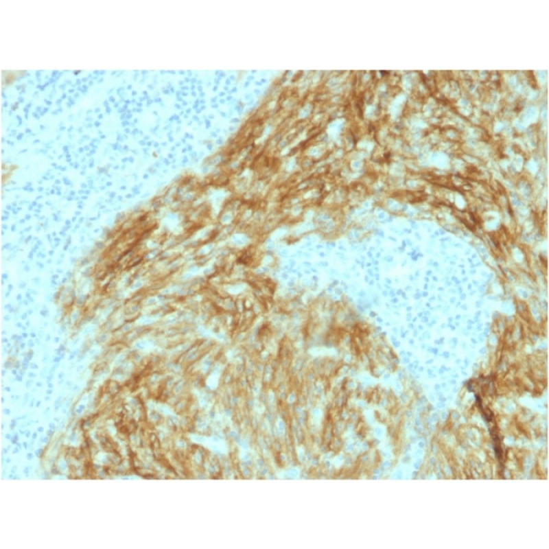Biotium BNCB1952-100, CD21 (Mature B-Cell & Follicular Dendritic Cell Marker) (CR2/1952), Biotin conjugate, 0.1mg/mL