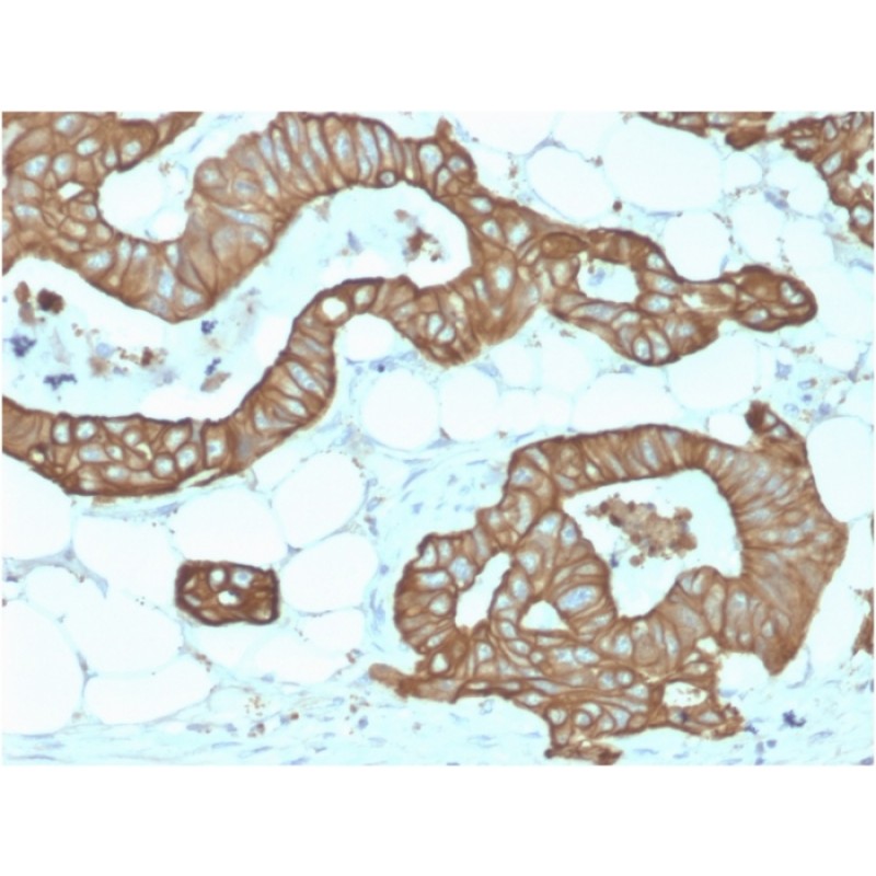 Cytokeratin 19 (KRT19) (Pancreatic Stem Cell Marker) (KRT19/1959R), Biotin conjugate, 0.1mg/mL