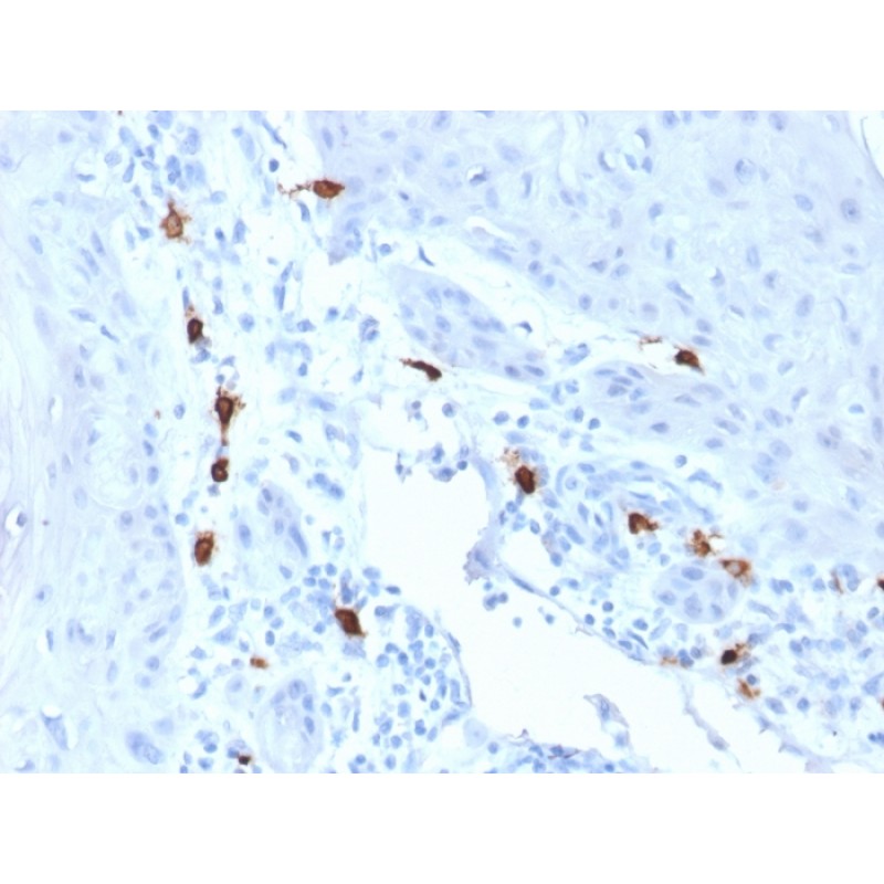 Tryptase (Mast Cell Marker)(TPSAB1/1963), Biotin conjugate, 0.1mg/mL