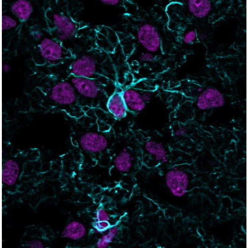 GFAP (Astrocyte & Neural Stem Cell Marker) (ASTRO/1974R), Biotin conjugate, 0.1mg/mL
