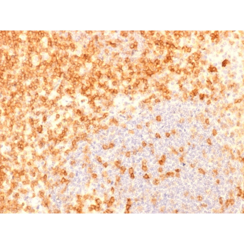 Biotium BNCB1976-100, CD27 (Tumor Necrosis Factor Receptor Superfamily 7) (rLPFS2/1611), Biotin conjugate, 0.1mg/mL