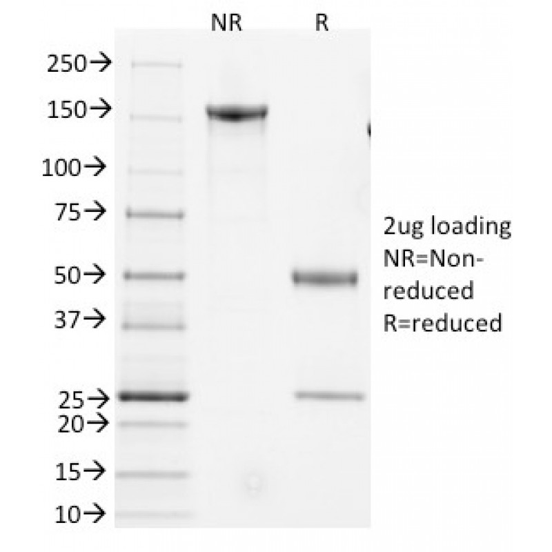 Biotium BNCB2013-500, CD3e, Mouse(145-2C11), Biotin conjugate, 0.1mg/mL