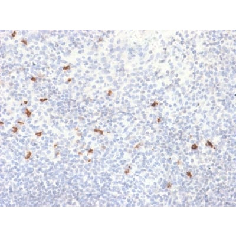 Human IgG4 (Ig Heavy Constant Gamma 4) (G4m Marker) (IGHG4/2042R), Biotin conjugate, 0.1mg/mL
