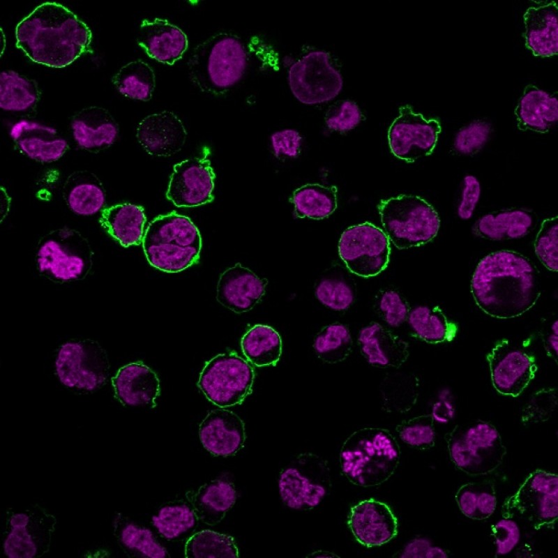 Biotium BNCB2049-100, CD43 (T-Cell Marker) (SPN/2049R), Biotin conjugate, 0.1mg/mL