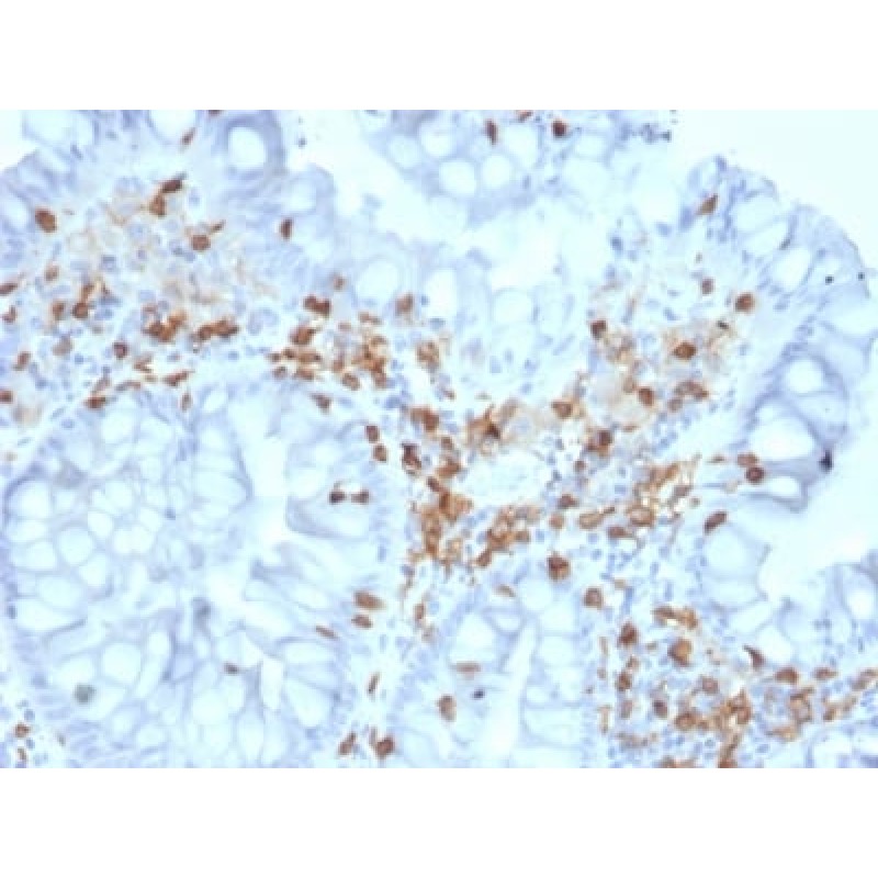 Biotium BNCB2063-500, CD103 / Integrin alpha E (T-Cell Lymphoma & Hairy Cell Leukemia Marker) (ITGAE/2063), Biotin conjugate, 0.1mg/mL