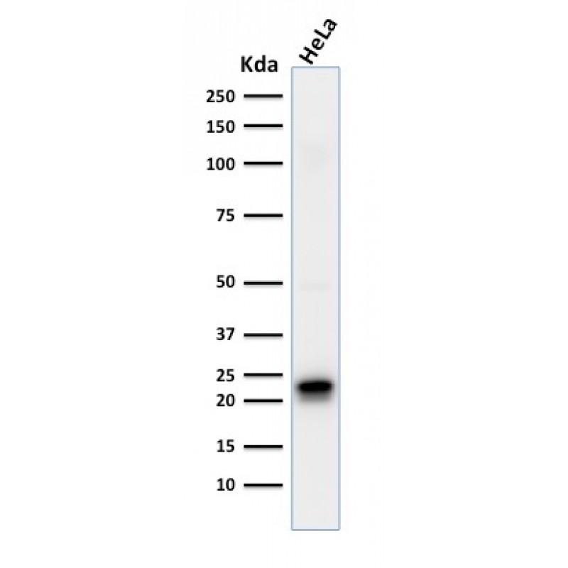 Ferritin, Heavy Chain (FTH) (Microglia Marker)(FTH/2081), Biotin conjugate, 0.1mg/mL