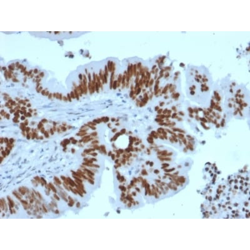 p53 Tumor Suppressor Protein (TP53/2092R), Biotin conjugate, 0.1mg/mL