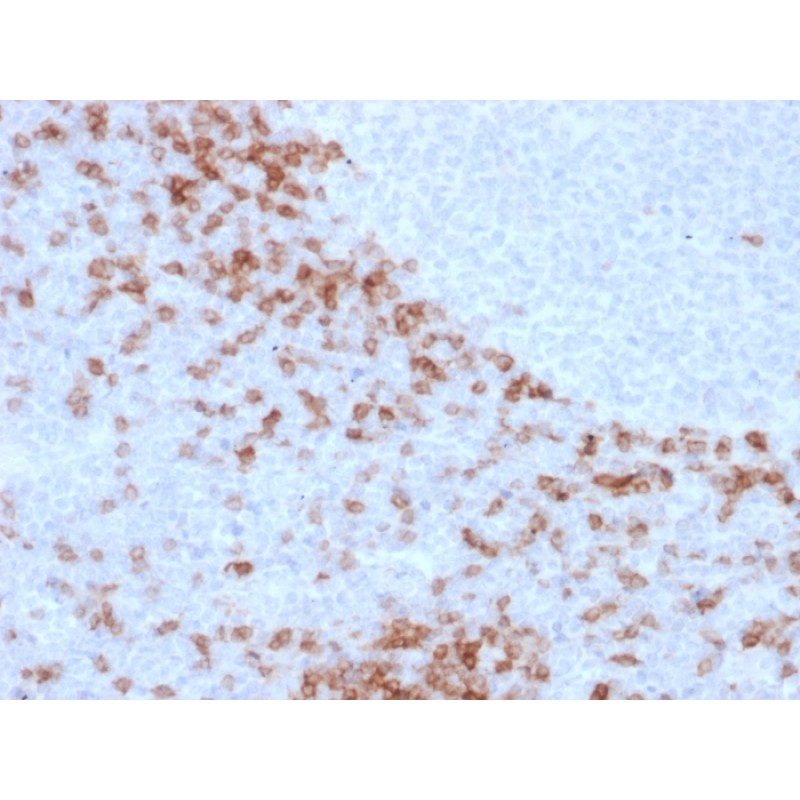 Human IgD (Immunoglobulin Delta Heavy Chain) (B-Cell Marker)(IgD26), Biotin conjugate, 0.1mg/mL