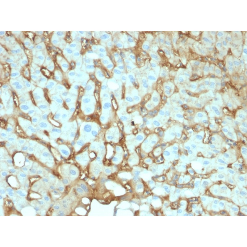 Biotium BNCB2141-100, Albumin (Transport Protein)(ALB/2141), Biotin conjugate, 0.1mg/mL