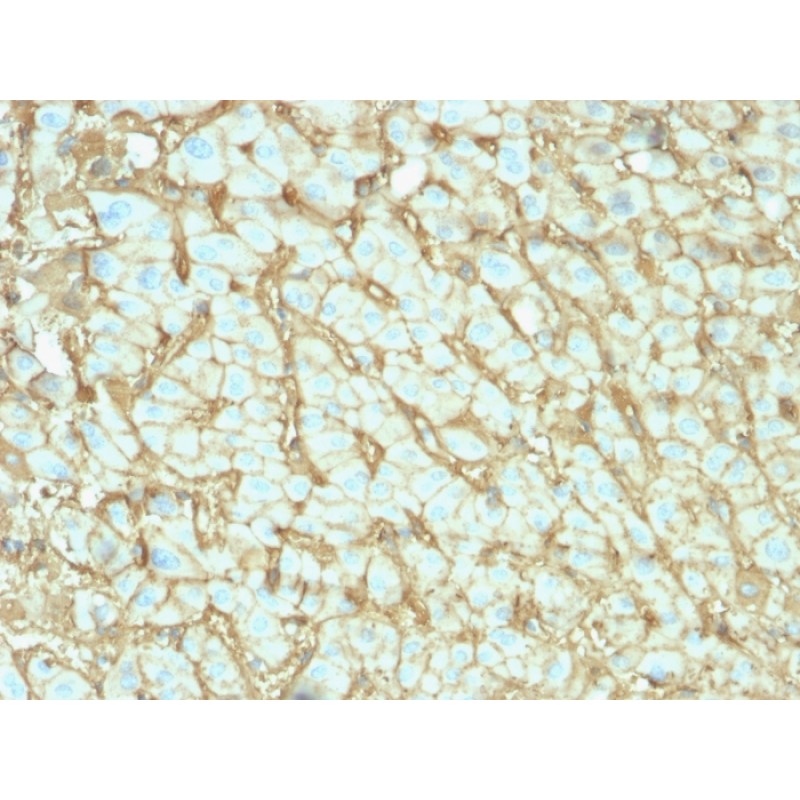 Biotium BNCB2142-100, Albumin (Transport Protein)(ALB/2142), Biotin conjugate, 0.1mg/mL