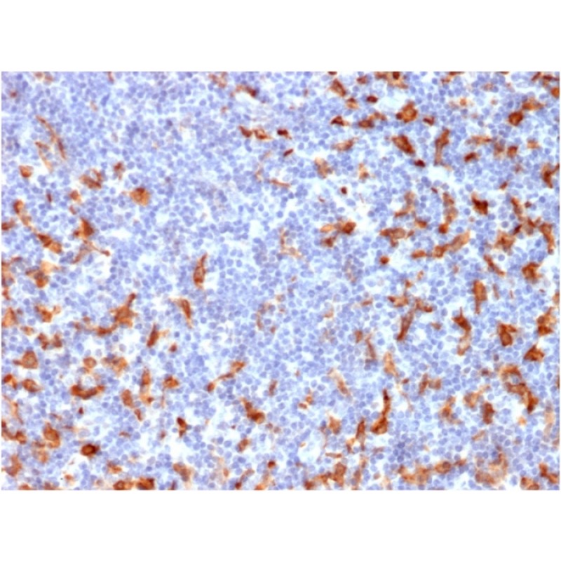 Biotium BNCB2162-100, CD163 (Monocyte & Macrophage Marker)(M130/2162), Biotin conjugate, 0.1mg/mL