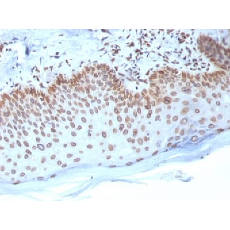 Emerin (Papillary Thyroid Carcinoma and EDMD Marker) (EMD/2168), Biotin conjugate, 0.1mg/mL