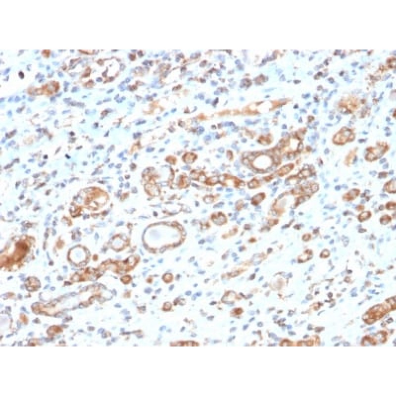 HSP60 (Heat Shock Protein 60) (Mitochondrial Marker) (HSPD1/2206R), Biotin conjugate, 0.1mg/mL