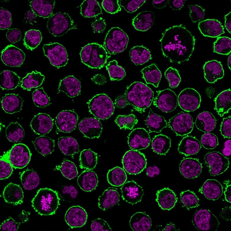 Biotium BNCB2220-100, CD43 (T-Cell Marker) (rSPN/839), Biotin conjugate, 0.1mg/mL