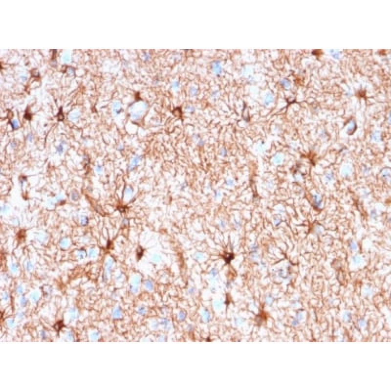 GFAP (Astrocyte & Neural Stem Cell Marker) (rASTRO/789), Biotin conjugate, 0.1mg/mL
