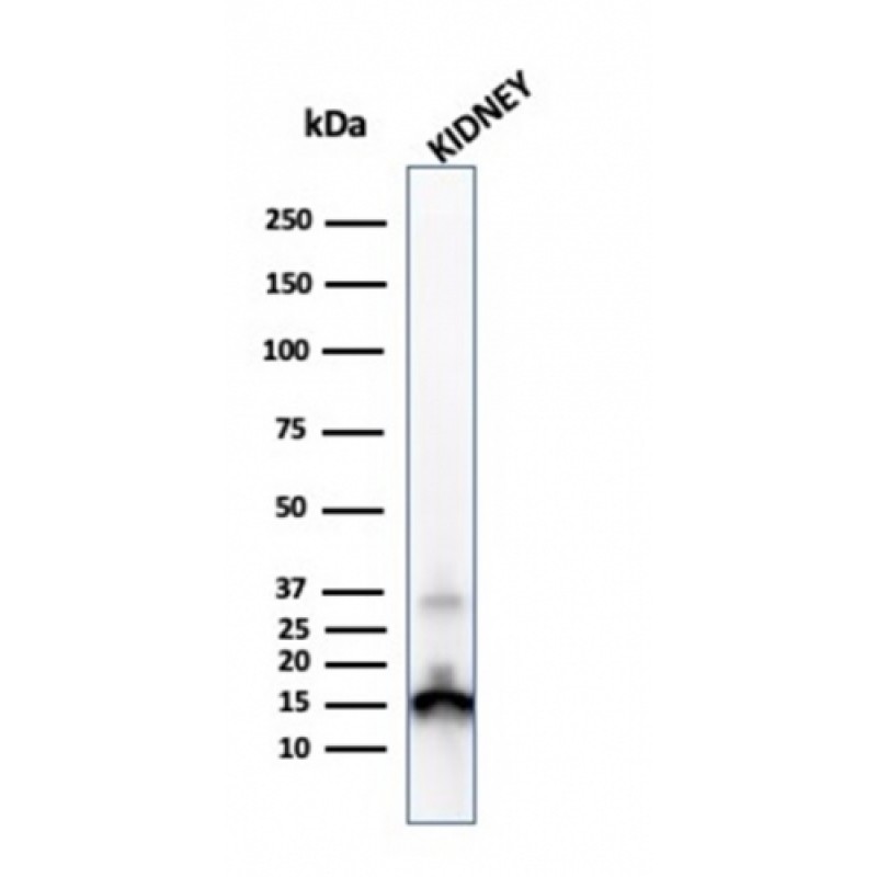 Transthyretin (Prealbumin)(CPTC-TTR-1), Biotin conjugate, 0.1mg/mL