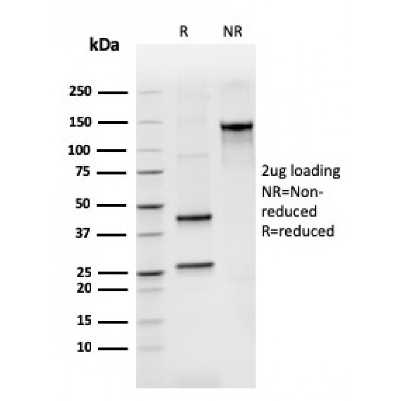Biotium BNCB2265-100, BCL2-like 2(CPTC-BCL2L2-2), Biotin conjugate, 0.1mg/mL