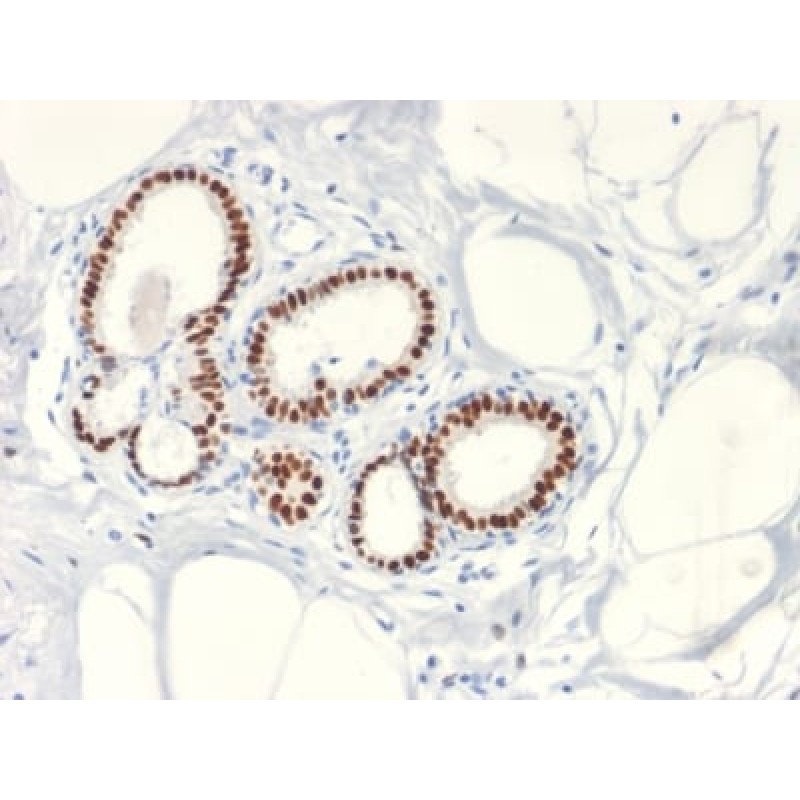 Estrogen Receptor, alpha (Marker of Estrogen Dependence) (ESR1/2299R), Biotin conjugate, 0.1mg/mL