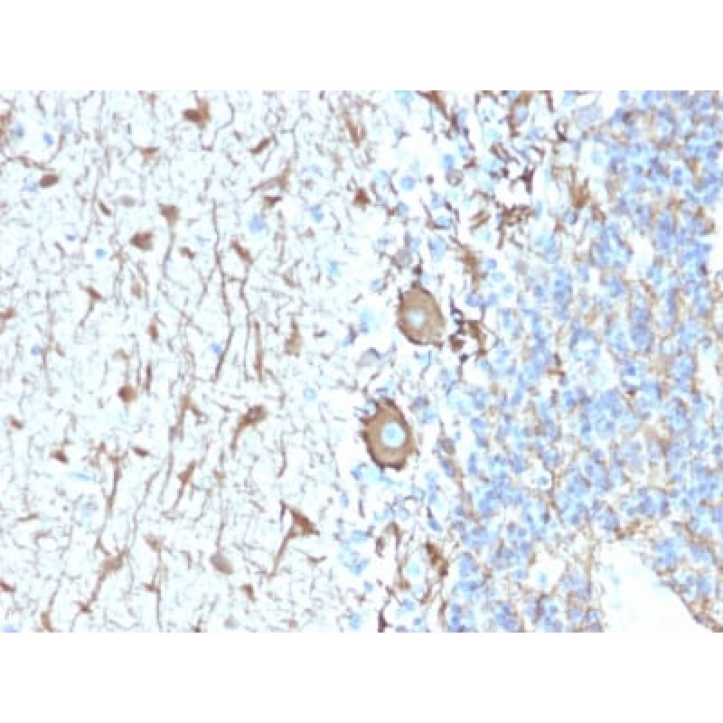 Neurofilament (NF-H) (Neuronal Marker) (NEFL.H/2324R), Biotin conjugate, 0.1mg/mL