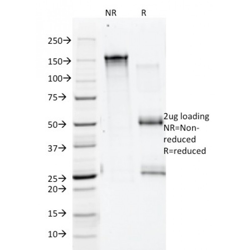 Biotium BNCB2325-500, Annexin A1 / (Hairy Cell Leukemia Marker)(5E4/1), Biotin conjugate, 0.1mg/mL