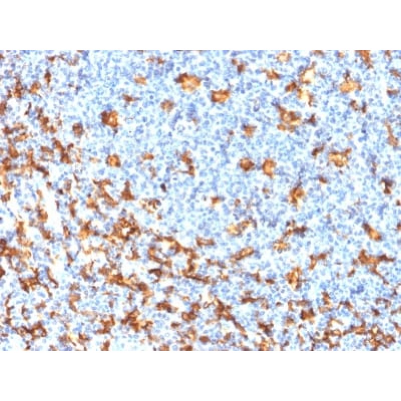Biotium BNCB2346-100, AIF1 / Iba1 (Microglia Marker) (rAIF1/1909), Biotin conjugate, 0.1mg/mL