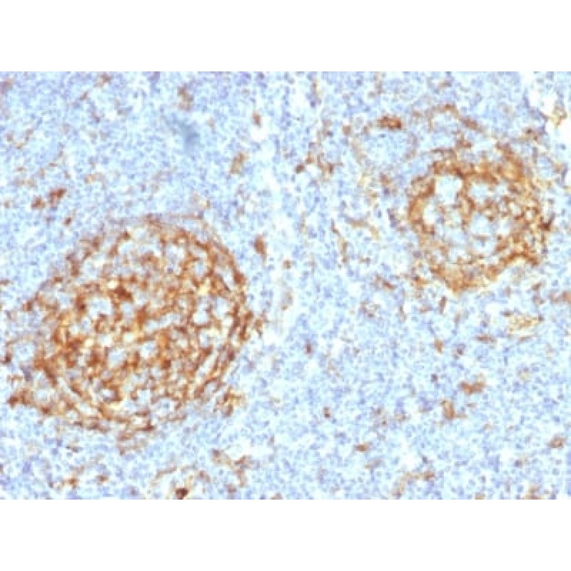 Biotium BNCB2397-500, CD14 (Monocyte / Macrophage Marker) (LPSR/2397), Biotin conjugate, 0.1mg/mL