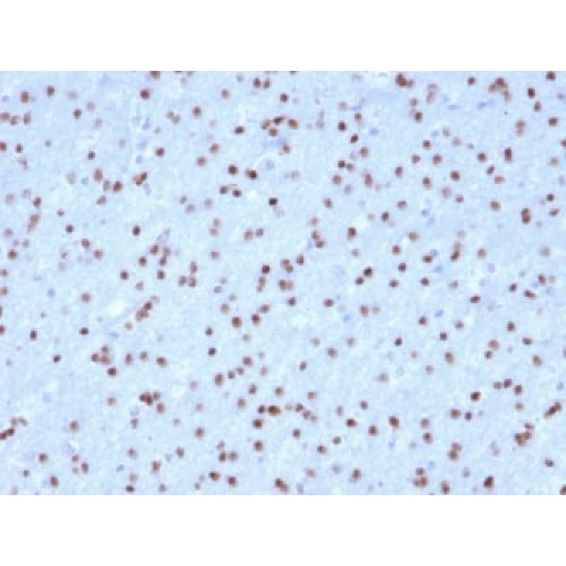 OLIG2 (Marker of Glial Brain Tumors) (OLIG2/2400), Biotin conjugate, 0.1mg/mL