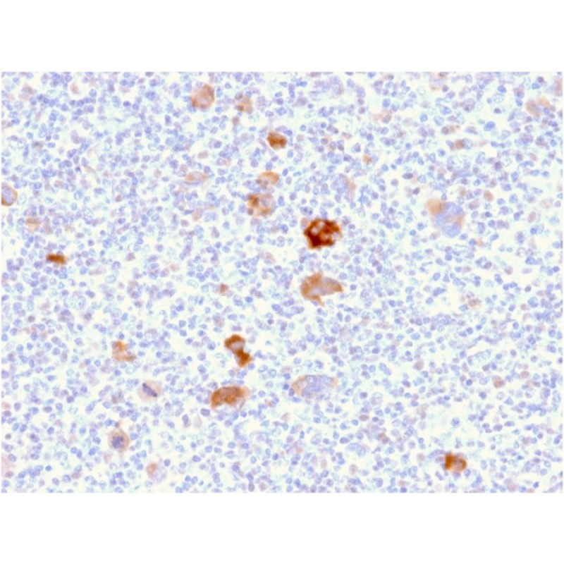 Biotium BNCB2406-100, Bcl-X (Apoptosis Marker)(BCL2L1/2406), Biotin conjugate, 0.1mg/mL