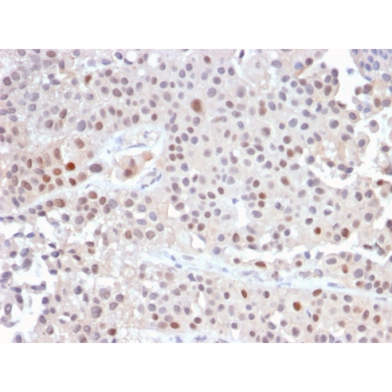 p21WAF1 (Tumor Suppressor Protein)(CIP1/2489R), Biotin conjugate, 0.1mg/mL