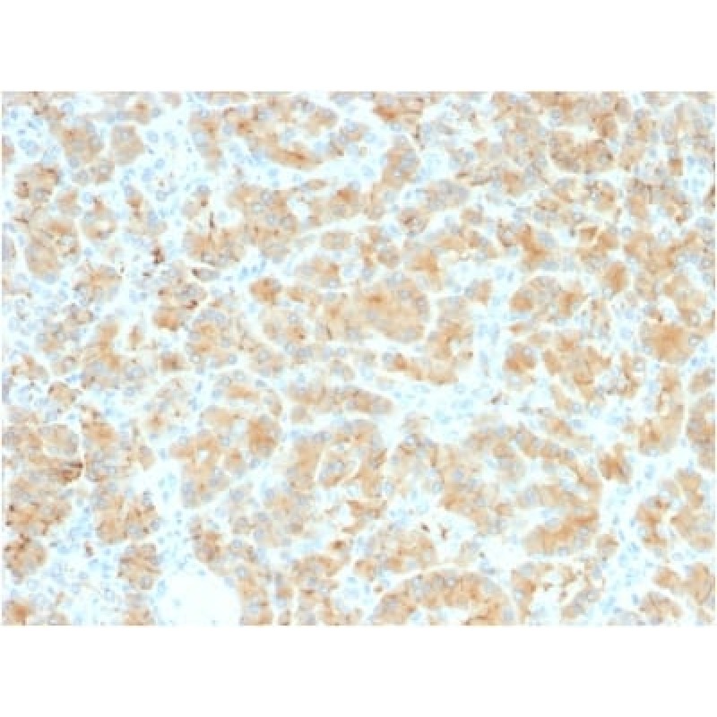 GP2 (Glycoprotein 2) / ZAP75 (GP2/2569R), Biotin conjugate, 0.1mg/mL