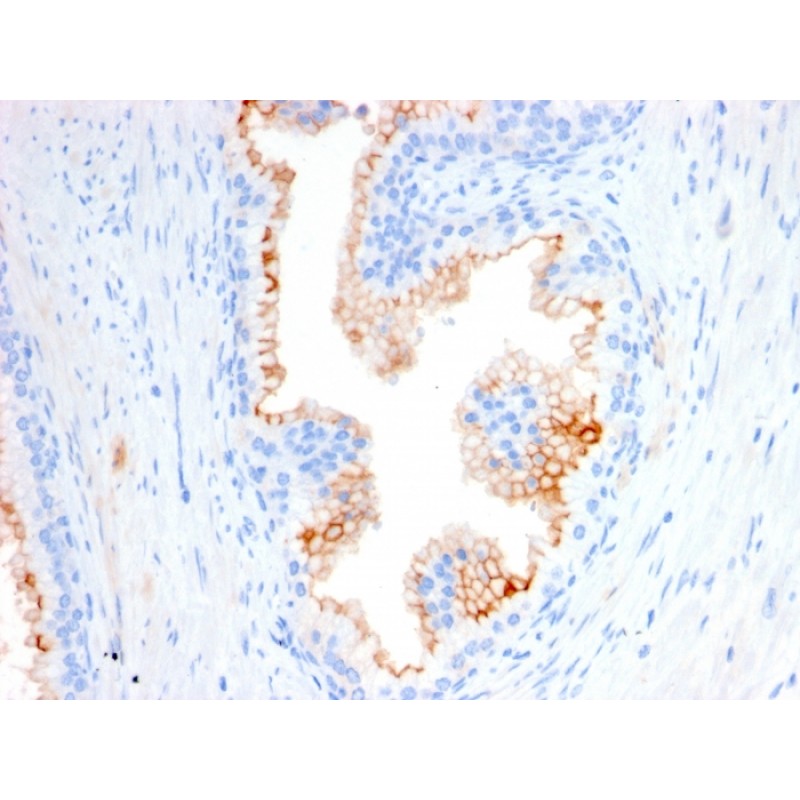 Biotium BNCB2580-100, CD10 (Membrane Metalloendopeptidase)(MME/2580), Biotin conjugate, 0.1mg/mL