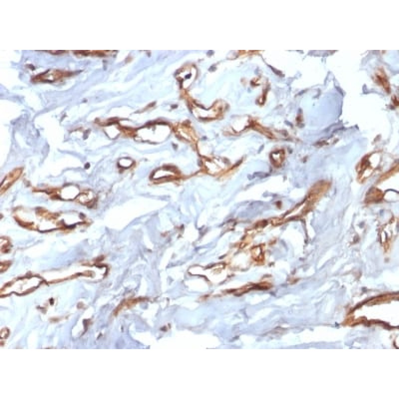 Biotium BNCB2598-100, CD34 (Hematopoietic Stem Cell & Endothelial Marker) (HPCA1/2598R), Biotin conjugate, 0.1mg/mL