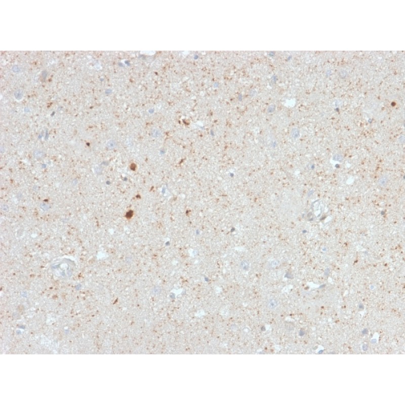 Biotium BNCB2603-100, Calretinin / Calbindin 2 (Mesothelioma Marker)(CALB2/2603), Biotin conjugate, 0.1mg/mL