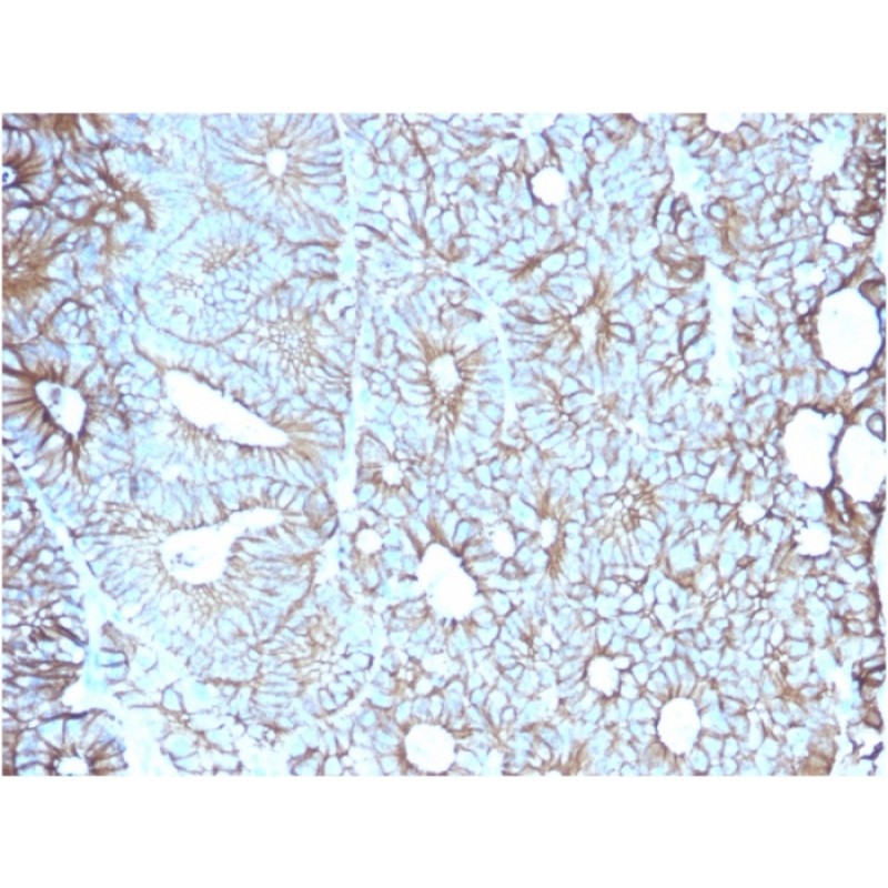 Biotium BNCB2617-100, Cadherin 17 / LI Cadherin (Liver-Intestine Marker)(CDH17/2617), Biotin conjugate, 0.1mg/mL