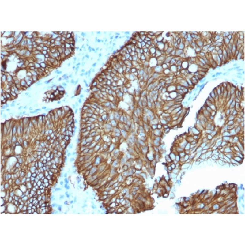 Biotium BNCB2618-100, Cadherin 17 / LI Cadherin (Liver-Intestine Marker)(CDH17/2618), Biotin conjugate, 0.1mg/mL
